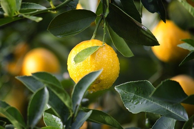 syltet citronskal